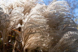 Red Maiden Grass Seeds