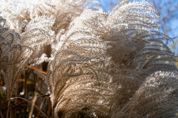 Red Maiden Grass Seeds
