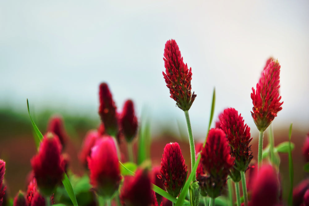 CRIMSON CLOVER Cover Crop Seeds