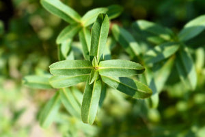 Mexican Marigold Seeds
