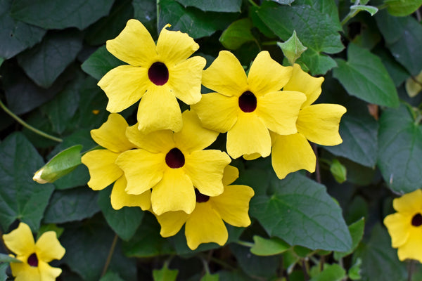 Black-Eyed Susan Vine Seeds - Mixed Thunbergia