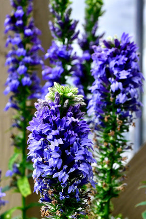 Great Blue Lobelia Seeds