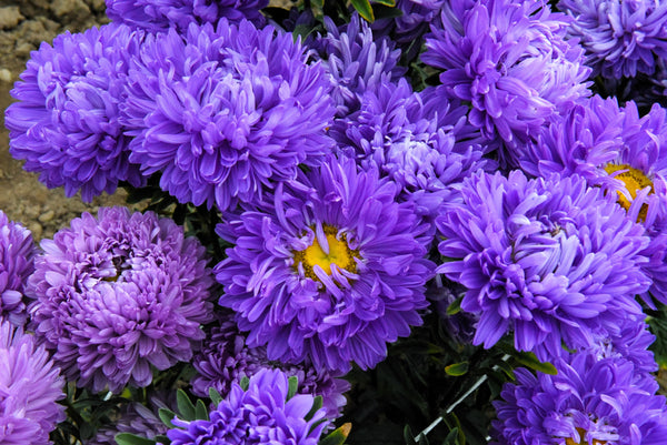 Duchess Dark Blue Paeony Aster Seeds
