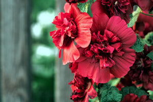 Scarlet Double Hollyhock Seeds