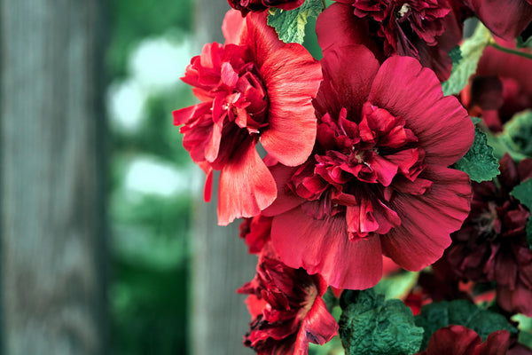 Scarlet Double Hollyhock Seeds