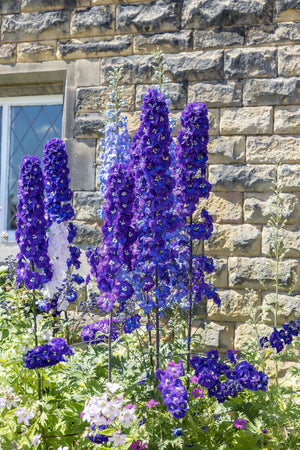 Rocket Larkspur Seeds - Giant Imperial Mix