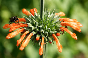 Klip Dagga/Lion's Ear Seeds