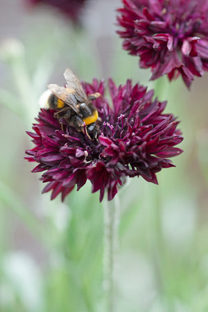 Black Bachelor's Button Seeds