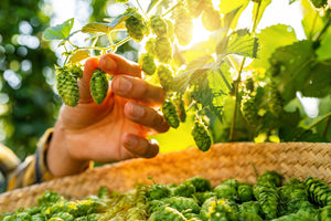 Common Hops Seeds