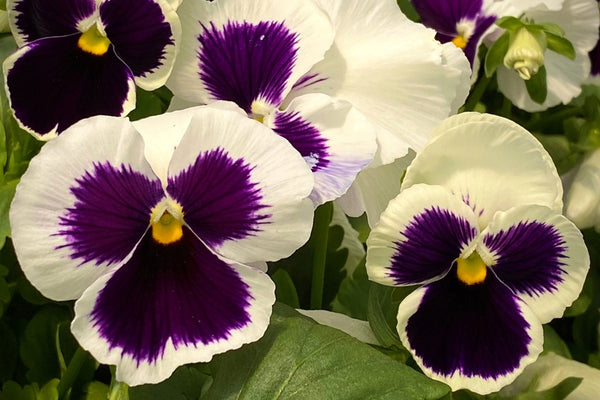 White and Purple Swiss Giant Pansy Seeds