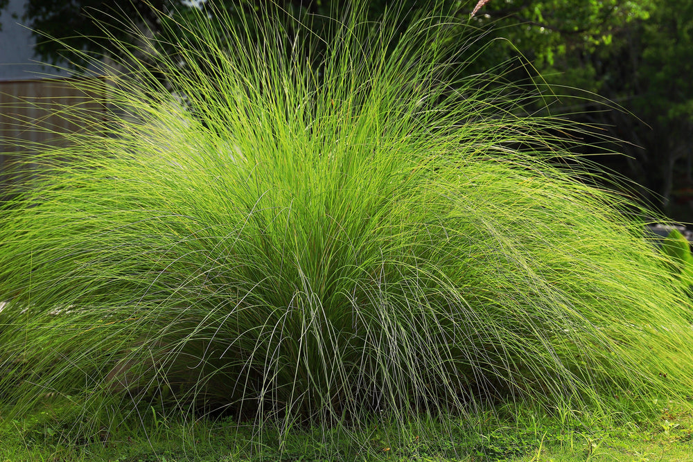 Weeping Lovegrass Seeds