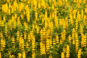Golden Lupine Seeds