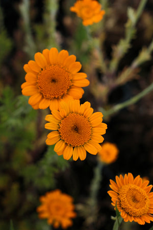 Orange Marguerite Daisy Seeds