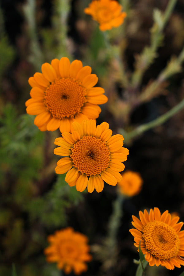 Orange Marguerite Daisy Seeds