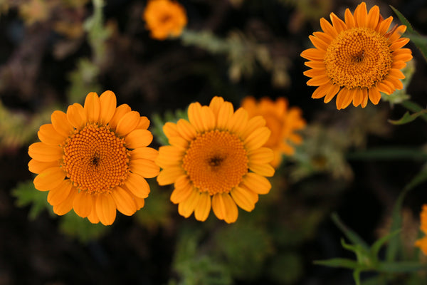 Orange Marguerite Daisy Seeds