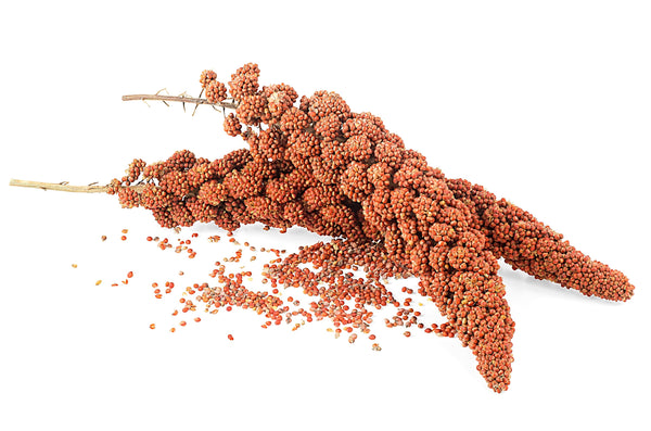 Red Jewel Millet Ornamental Grass Seeds