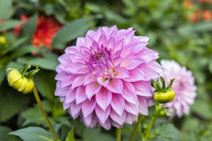 Watercolor Mix Dahlia Seeds