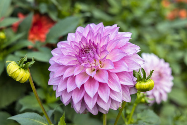 Watercolor Mix Dahlia Seeds