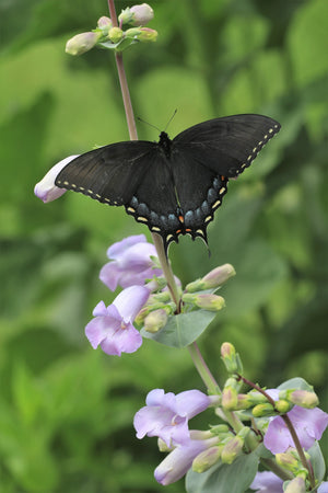 Large Flowered Beardtongue Seeds