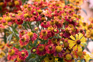 Helenium 'Autumn Leaves' Seeds