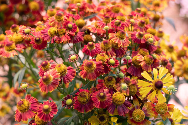 Helenium 'Autumn Leaves' Seeds