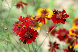 Mahogany Midget Coreopsis Seeds