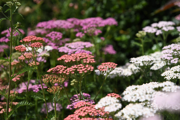 Mixed Summer Yarrow Seeds