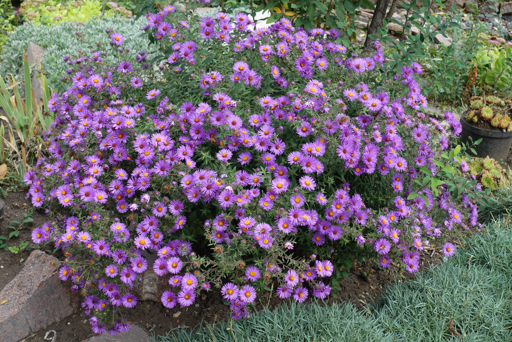 Purple New England Aster Seeds