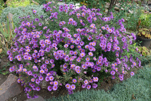 Purple New England Aster Seeds