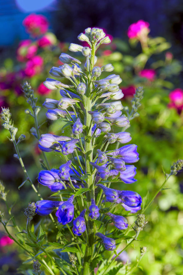Blue Spire Larkspur Seeds