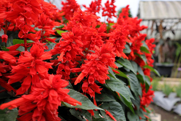 Red Salvia - St. John's Fire Seeds