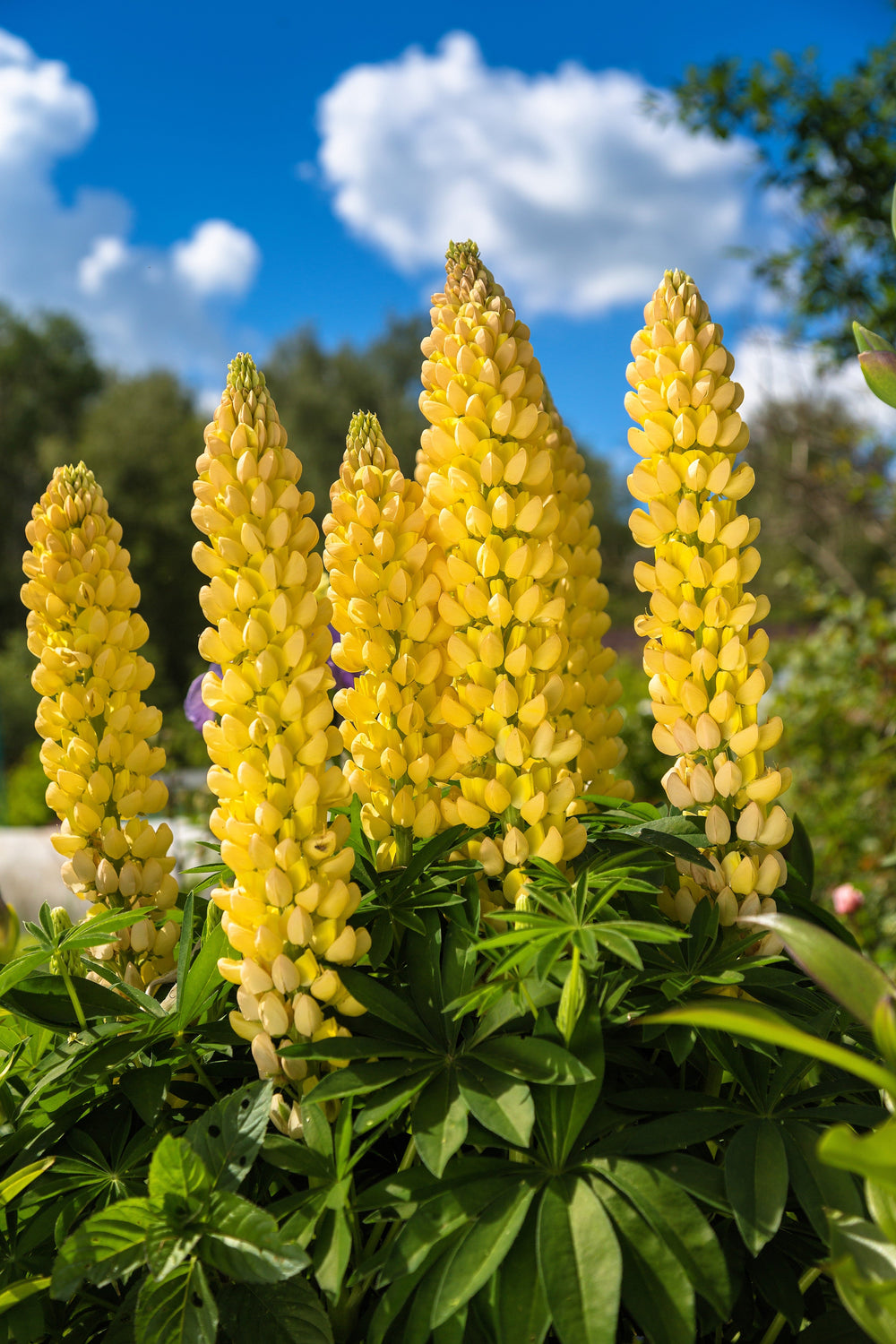 Golden Lupine Seeds
