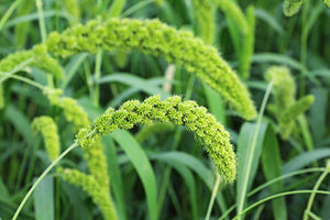 Lime Light Spray Millet Seeds