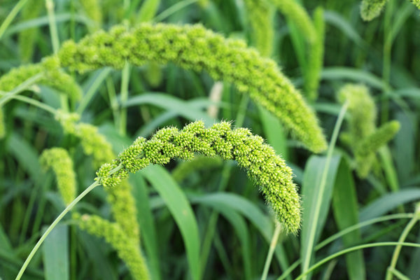 Lime Light Spray Millet Seeds