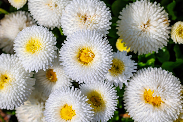 Dwarf White English Daisy Seeds