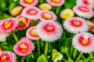 Strawberries & Cream English Daisy Seeds