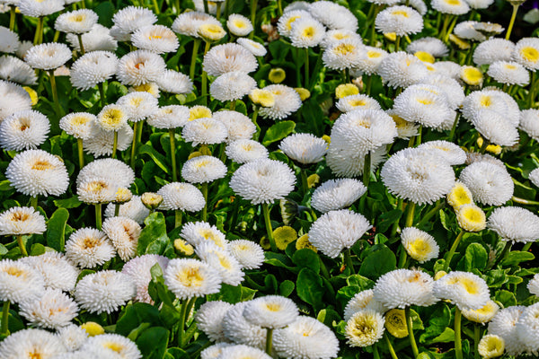 Dwarf White English Daisy Seeds