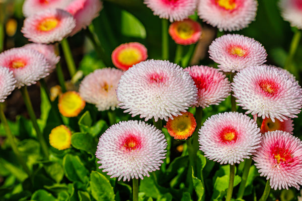 Strawberries & Cream English Daisy Seeds