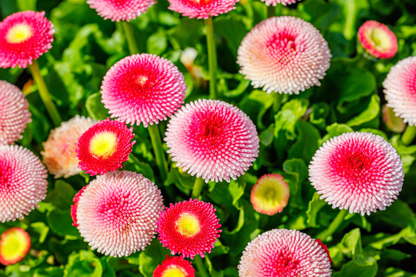 Strawberries & Cream English Daisy Seeds