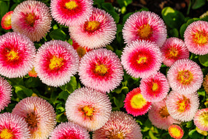 Strawberries & Cream English Daisy Seeds