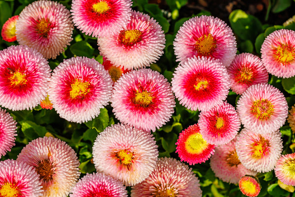 Strawberries & Cream English Daisy Seeds