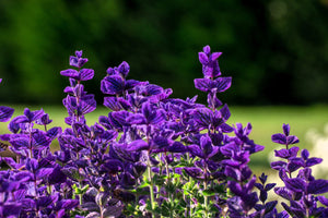 Blue Monday Clary Sage Seeds