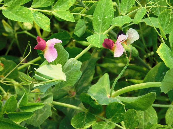 AUSTRIAN WINTER PEA Ground Cover Crop Legume Seeds