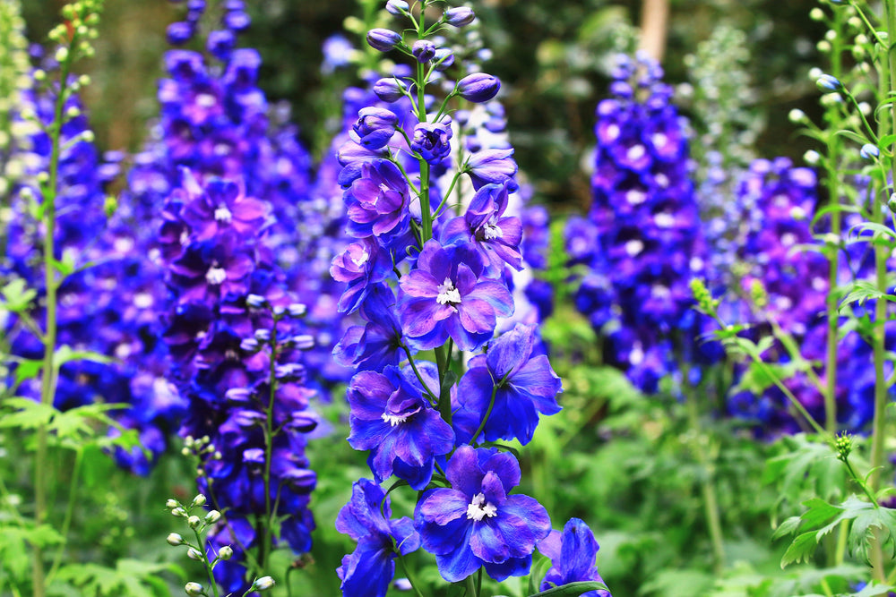 Blue Spire Larkspur Seeds
