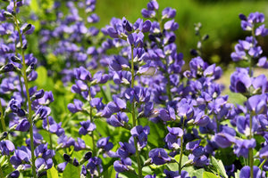 Blue Wild Indigo Seeds