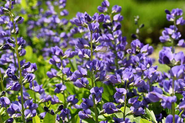 Blue Wild Indigo Seeds