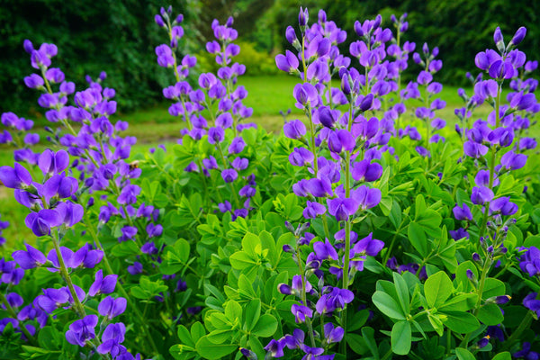 Blue Wild Indigo Seeds