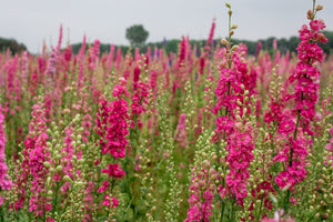 Sublime Pink Larkspur Seeds