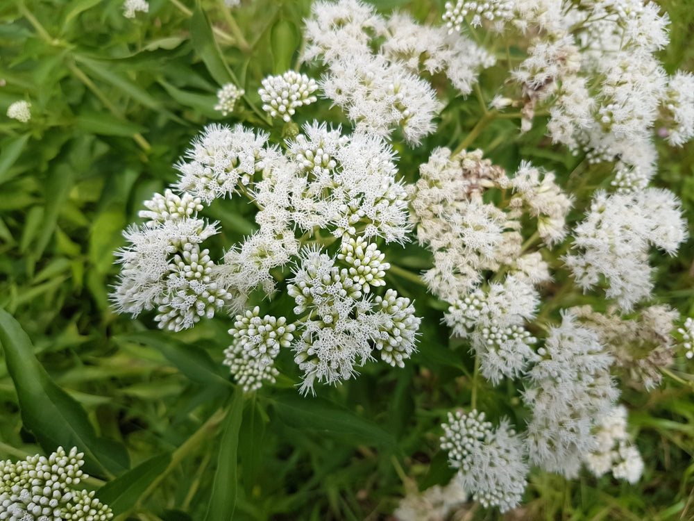 Tall White Boneset Seeds