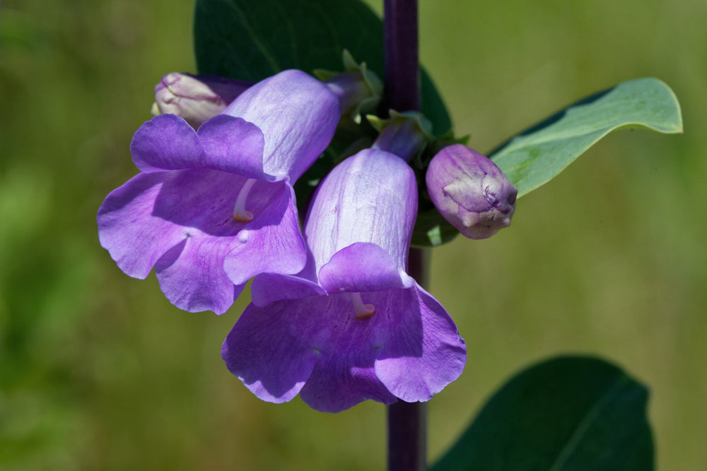 Large Flowered Beardtongue Seeds